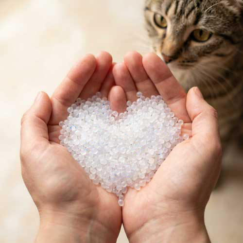 cat-looking-at-litter